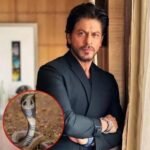 Shah Rukh Khan के घर में  मिला 8 फीट लंबा सांप, रेस्कयू टीम ने निकाला बाहर